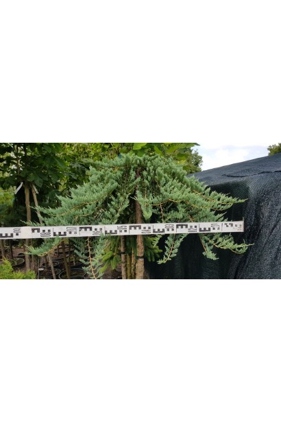 Ялівець Вілтоні на штамбі діаметр крони 80-90 см