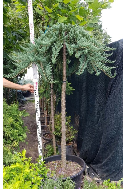 Ялівець горизонтальний Вілтоні на штамбі 140-150 см