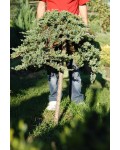 Можжевельник горизонтальный Вилтони (штамб) | Ялівець горизонтальний Вілтоні (штамб) | Juniperus horizontalis Wiltonii (shtamb)