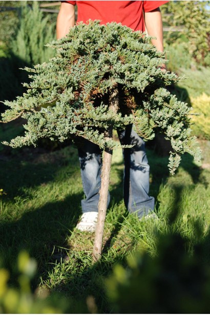 Ялівець горизонтальний Вілтоні на штамбі