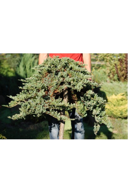 Ялівець Вілтоні на штамбі щеплена форма сланкого куща