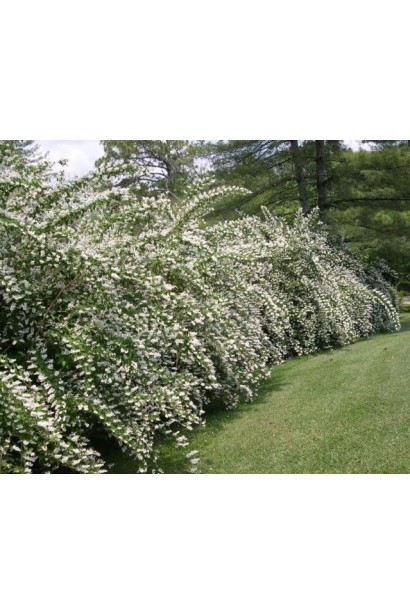 Дейція Прайд оф Рочестер живопліт