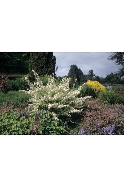 Дейція Прайд оф Рочестер в ландшафті