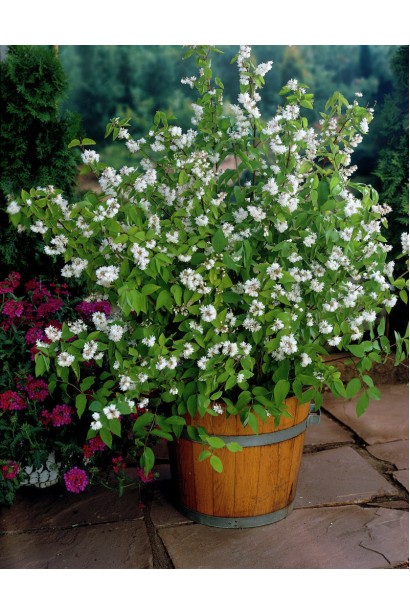 Дейція Прайд оф Рочестер в декоративному горщику