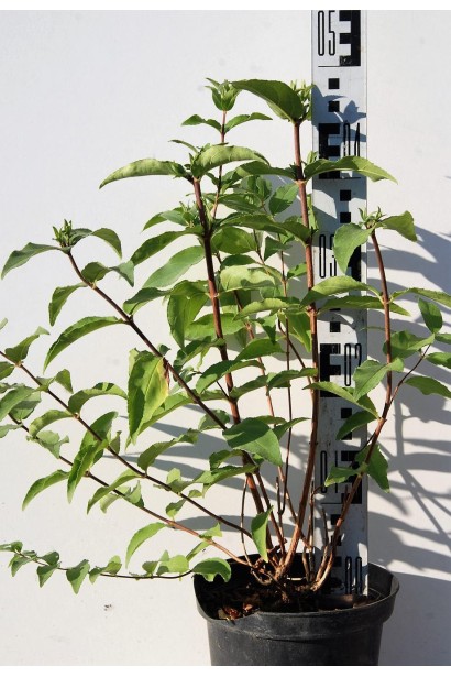 Дейція шорстка Прайд оф Рочестер саджанець 30-50 см