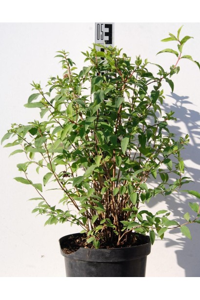 Дейція шорстка Прайд оф Рочестер саджанець 30-50см