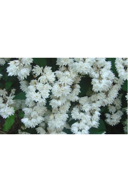 Дейція Прайд оф Рочестер цвітіння