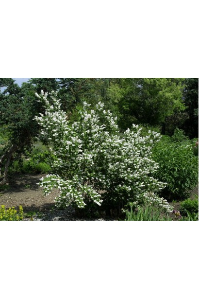 Дейція Прайд оф Рочестер