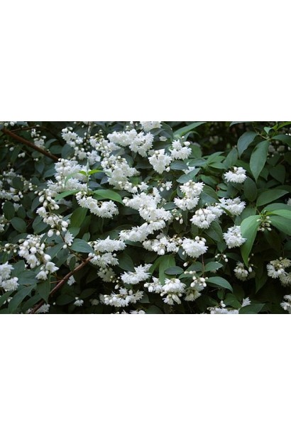 Deutzia scabra Pride of Rochester