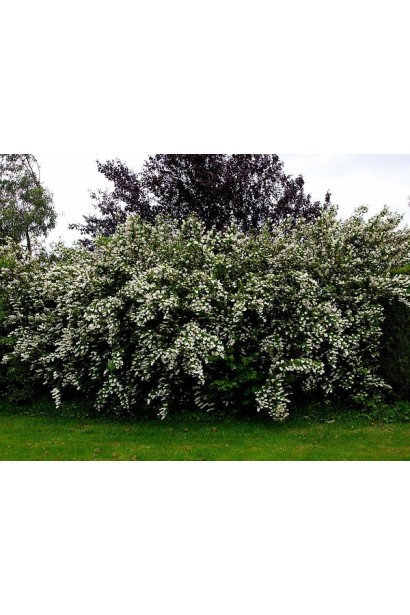 Дейція Прайд оф Рочестер розлогий кущ