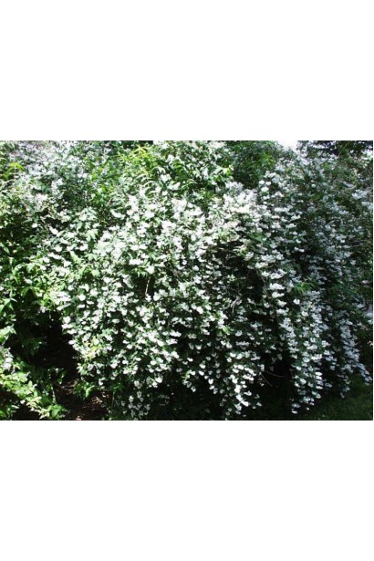 Дейція шорстка Прайд оф Рочестер