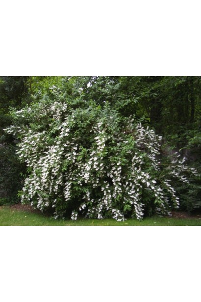 Дейція Pride of Rochester