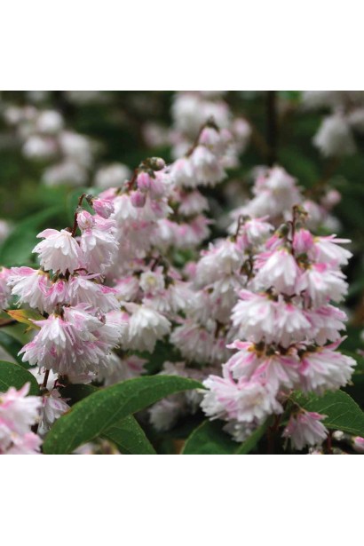 Дейція Прайд оф Рочестер квіти білі з рожевим відтінком