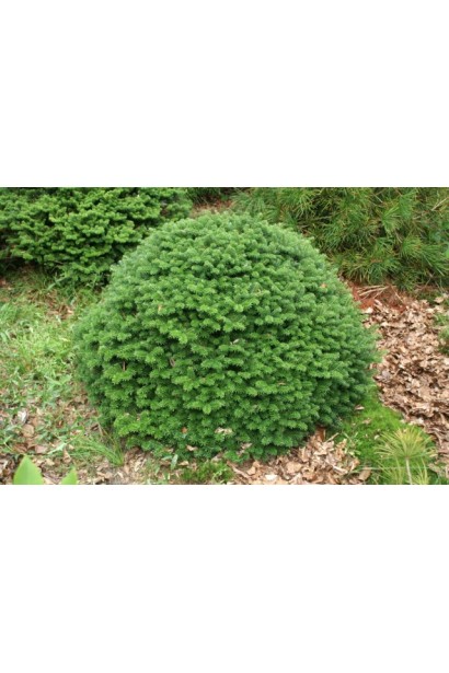 Взрослая пихта Брилант: компактное дерево с симметричной, плотной кроной.