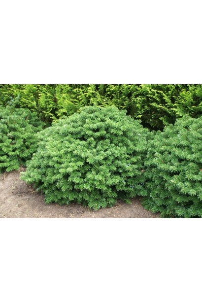 Взрослая пихта Брилант: небольшое дерево для современного ландшафтного дизайна.