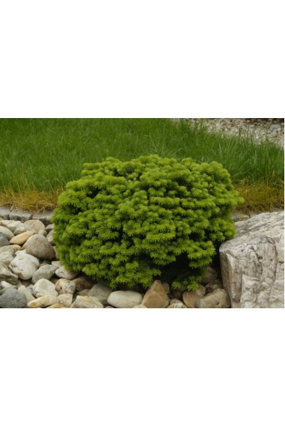 Abies koreana Brillant: декоративная пихта с компактными размерами и красивой кроной.