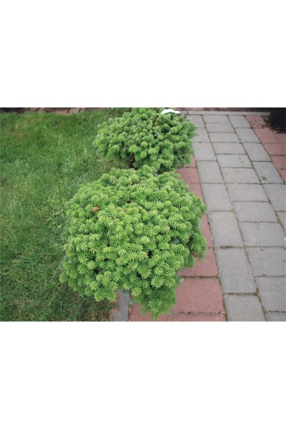 Пихта корейская Бриллиант