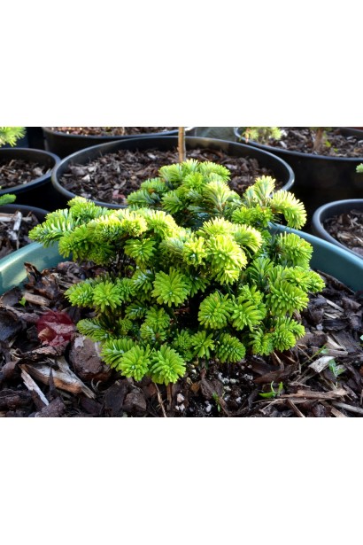 Хвоя пихты корейской Брилант: насыщенно-зеленая, густая, с блестящим оттенком.