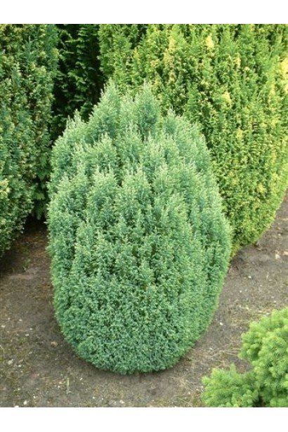 Кипарисовик Лавсона Сноу Вайт 