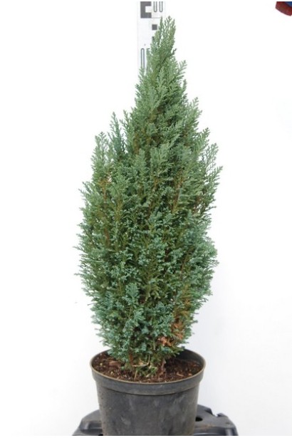 Кипарисовик Лавсона Сноу Вайт  в горщику 