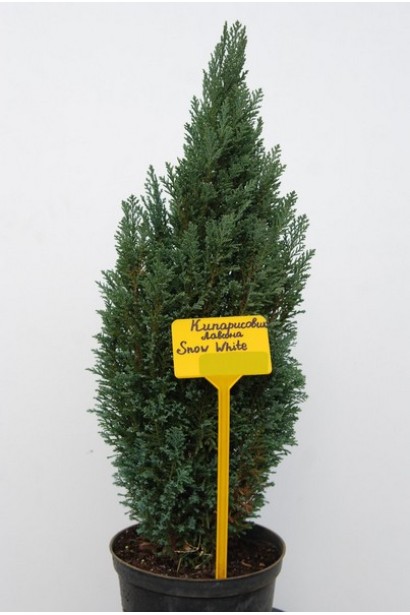 Chamaecyparis lawsoniana Snow White