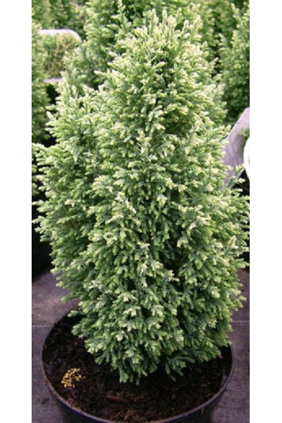 Кипарисовик Лавсона Сноу Уайт 