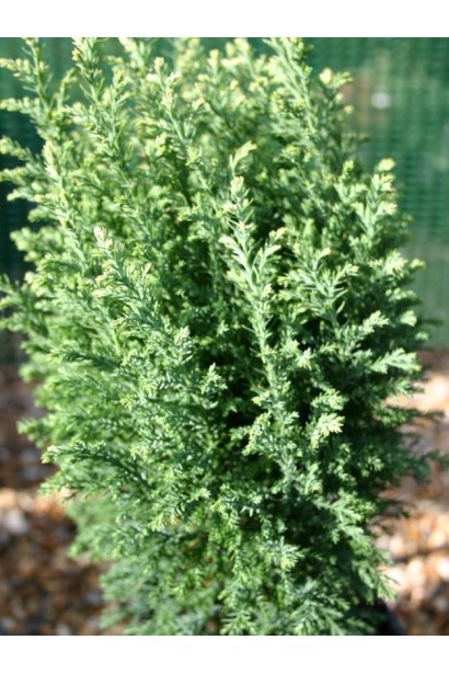 Кипарисовик карликовий Сноу Вайт 