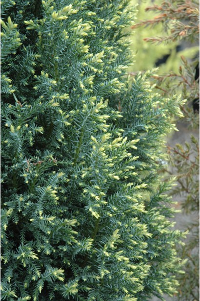 Зелений колір хвої кипарисовик Сноу вайт