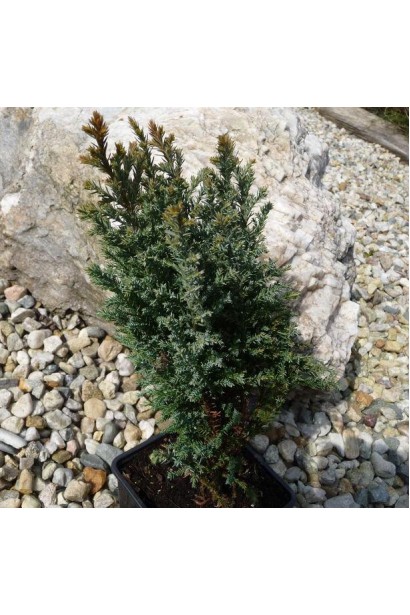 Кипарисовик Лавсона Сноу Вайт саджанець Р9