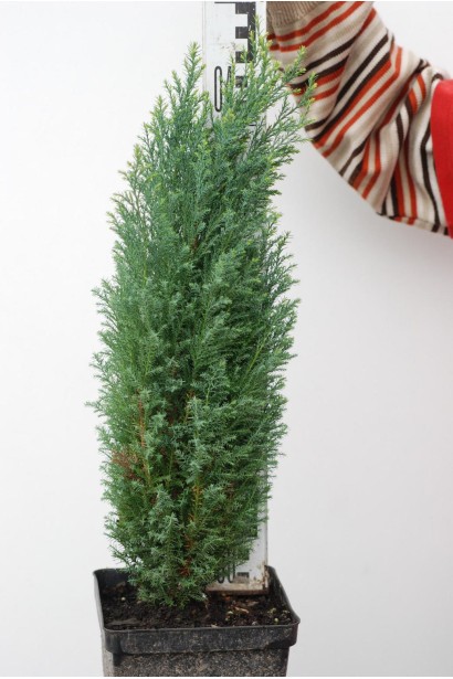 Кипарисовик Snow White