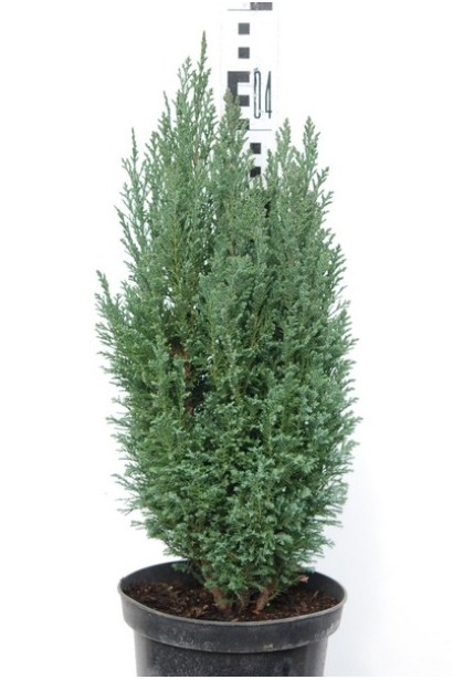 Кипарисовик Сноу Вайт контейнер 3 л 30-40 см