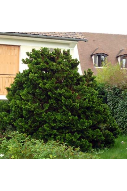 Chamaecyparis obtusa Nana Gracilis