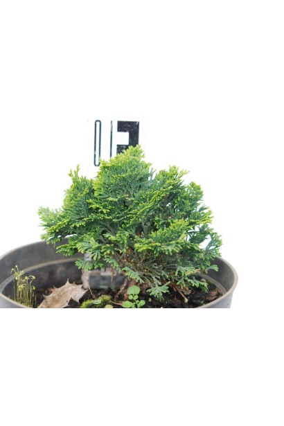 Фальшивий хінокі Нана Грациліс