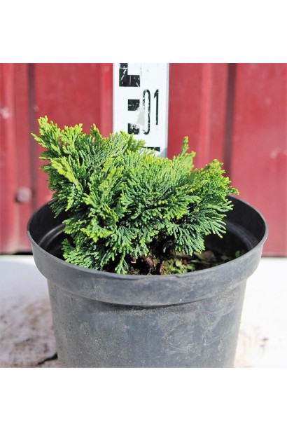 Кипарисовик туполистий Нана Грациліс висота 10 см