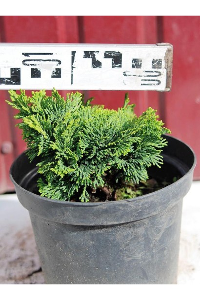 Кипарисовик туполистий Нана Грациліс діаметр 10-15 см