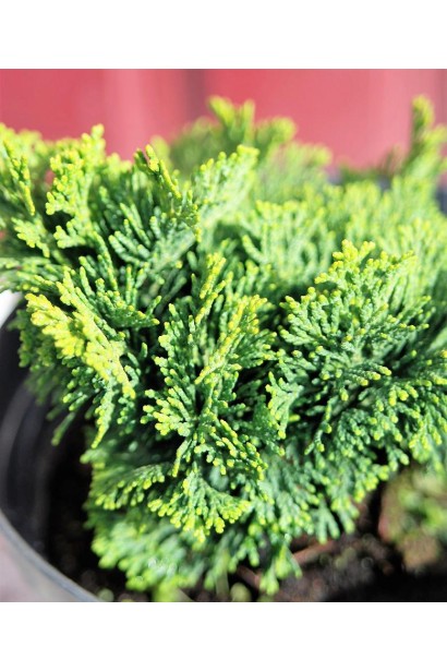 Кипарисовик Nana Gracilis