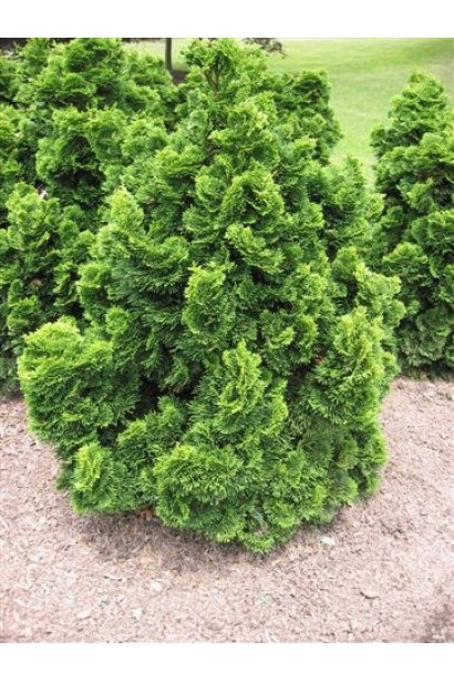 Кипарисовик хінокі Нана Грациліс