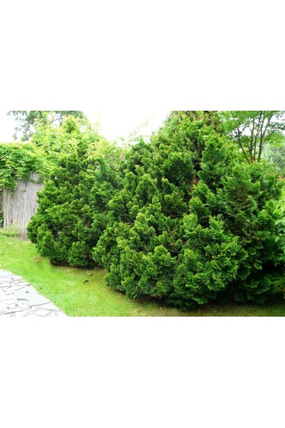 Кипарис японський Нана Грациліс