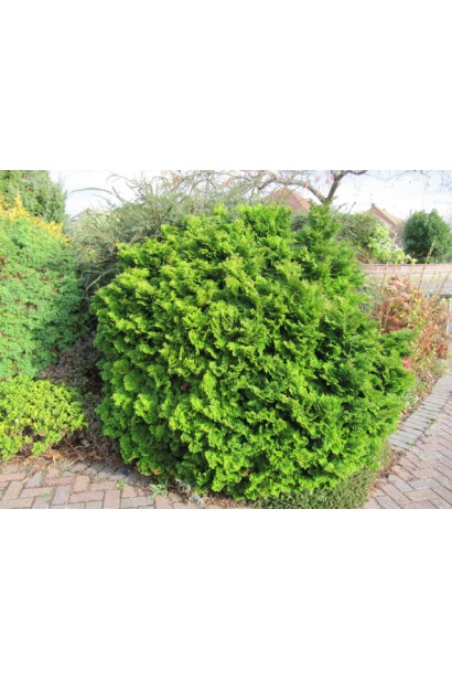 Кипарисовик карликовий Нана Грациліс