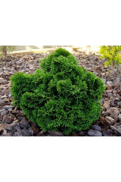 Кипарисовик туполистий Нана Грациліс