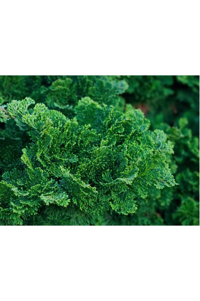 Кипарисовик Нана Грациліс сильно притиснута зелена луската хвоя