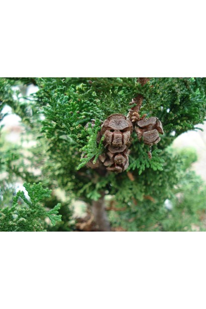 Кипарисовик Нана Грациліс шишки