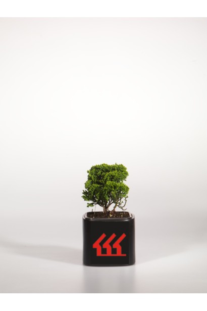 Кипарисовик туполистий Нана Грациліс контейнер Р9