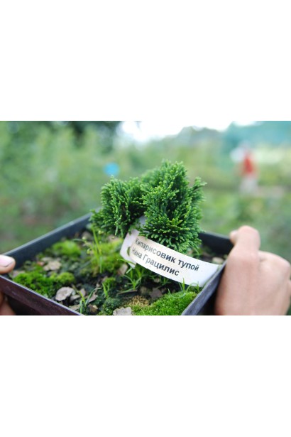 Кипарисовик Нана Грациліс саджанець 0,5 л