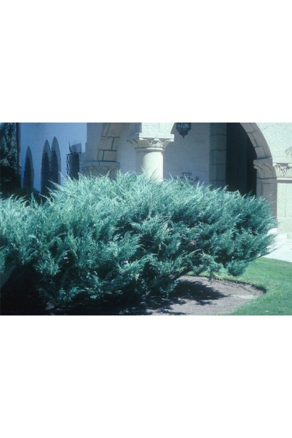 Ялівець середній Пфітцеріана Глаука