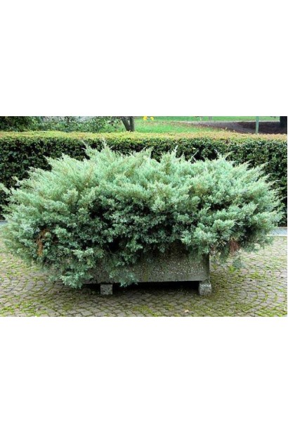 Ялівець середній Пфітцеріана Глаука в ландшафті