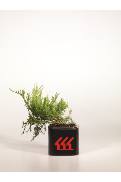 Ялівець середній Пфітцеріана Глаука контейнер 0,5л