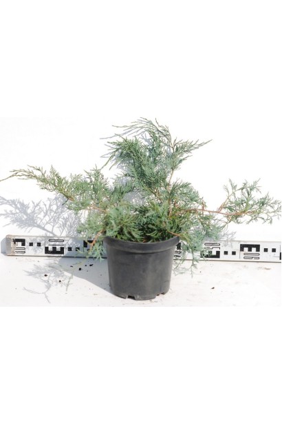 Ялівець середній Пфітцеріана Глаука - 3л/20-30см/Ø50-60см