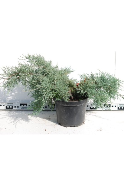 Ялівець середній Пфітцеріана Глаука - 3л/20-30см/Ø50-60см