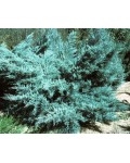 Ялівець середній Пфітцеріана Глаука | Можжевельник средний Пфитцериана Глаука | Juniperus media Pfitzeriana Glauca